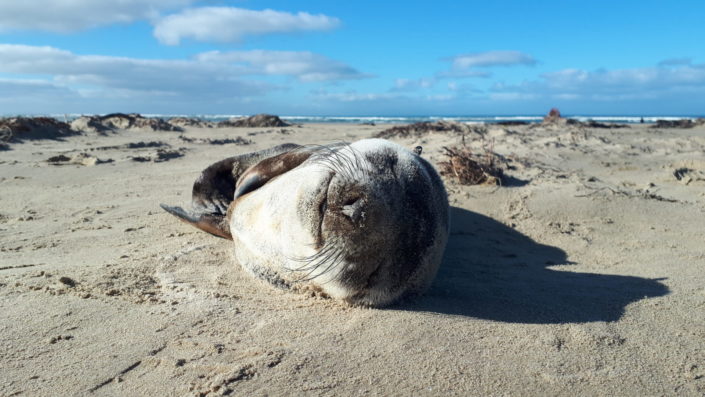 seal with love