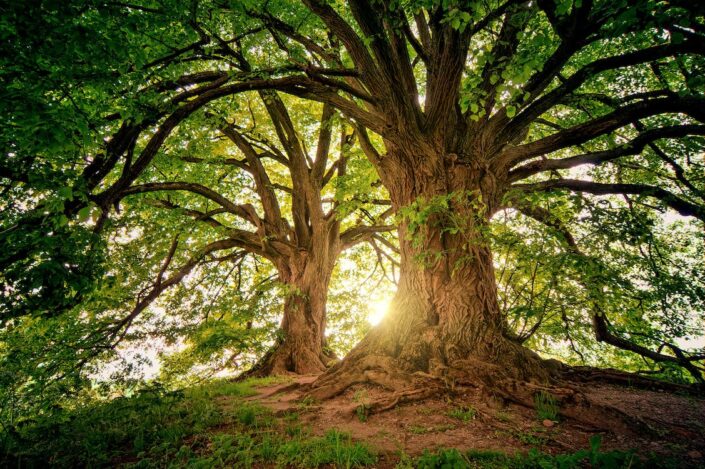 tree photo